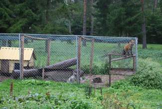 Veelinnu-koolitus-praktiline-päev-Eino-Roosioksa-juures-15.09-5