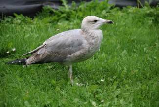 Veelinnu-koolitus-praktiline-päev-Eino-Roosioksa-juures-15.09-9
