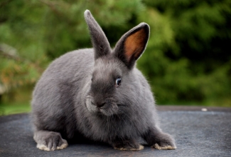 Küülikute müük, tõug Viini sinine