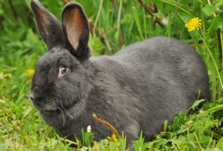 Küüliku tõug viini sinine, foto Estfarm