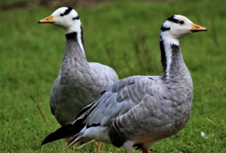 Vööthani, foto Estfarm