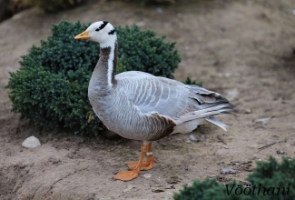 Vööthani, foto Estfarm