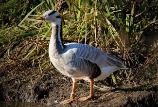 Vööthani, foto Estfarm