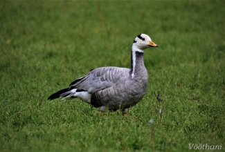 Vööthani, foto Estfarm