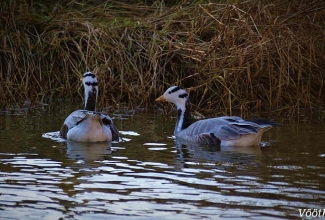 Vööthani, foto Estfarm