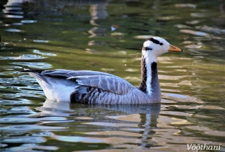 Vööthani, foto Estfarm