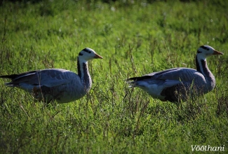 Vööthani, foto Estfarm